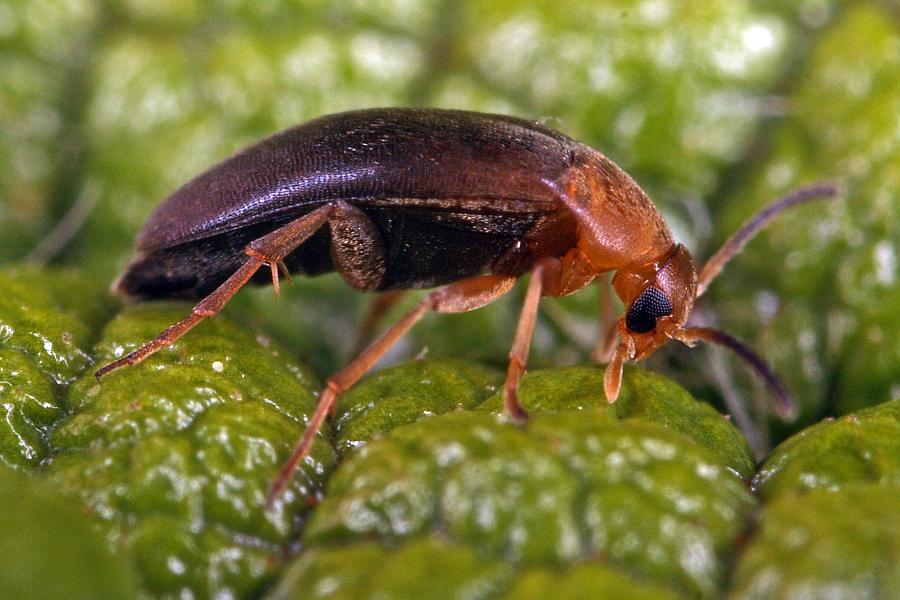 Anaspis thoracica / Ohne deutschen Namen / Scheinstachelkäfer